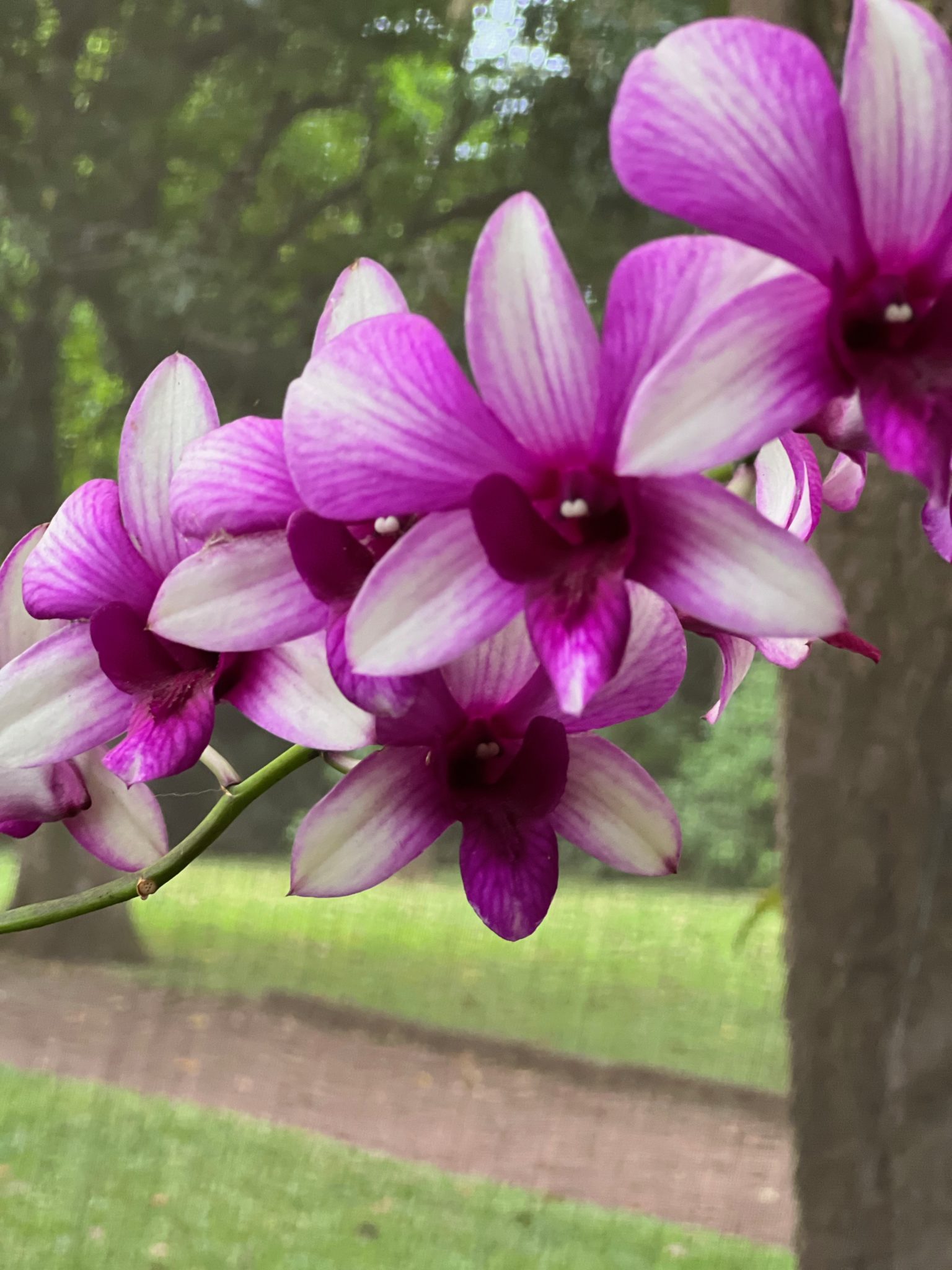 Services Botanical Orchid Garden La Garita